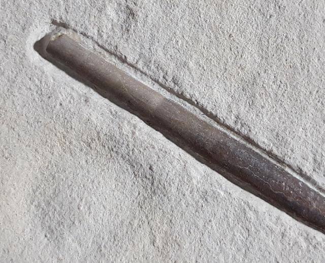 Hibolithes semisulcatus (MNSTER 1830) - Bild © FossNet FossilienStore